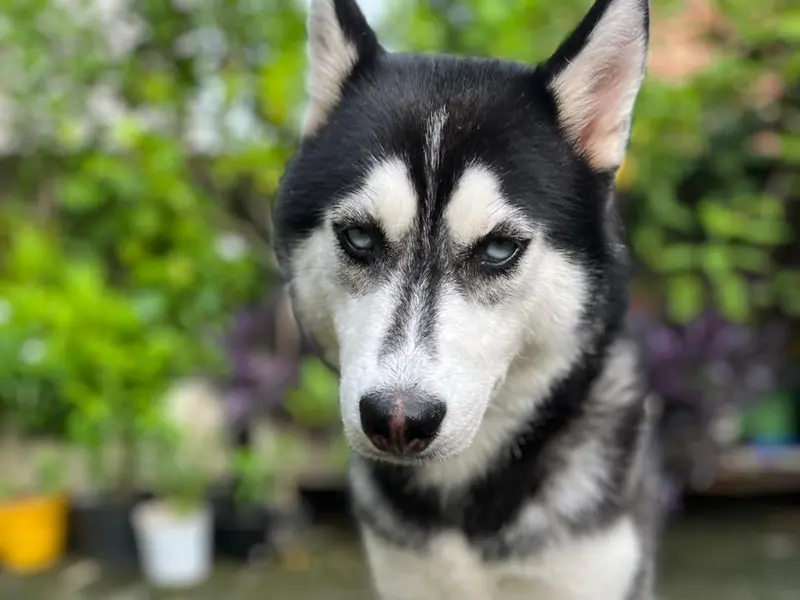 Esprit Canin dog training Centre and Dog hostel, photo 3