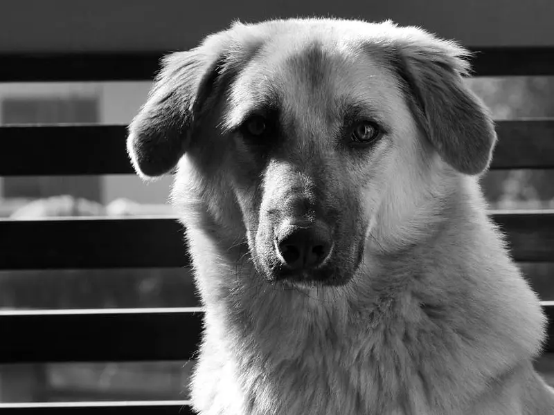 Esprit Canin dog training Centre and Dog hostel, photo 4