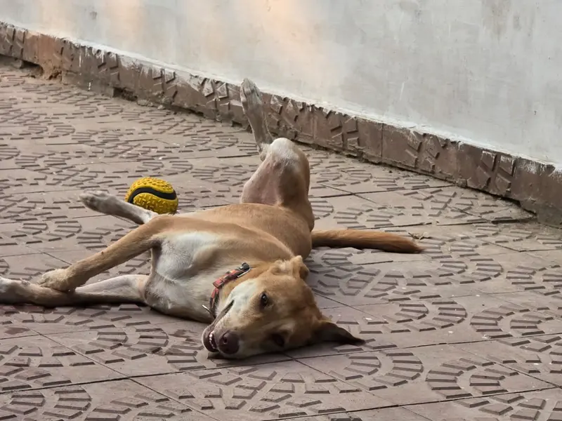 Esprit Canin dog training Centre and Dog hostel, photo 5