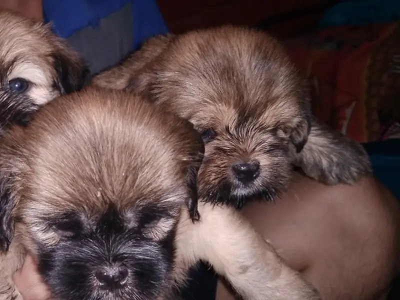 Esprit Canin dog training Centre and Dog hostel