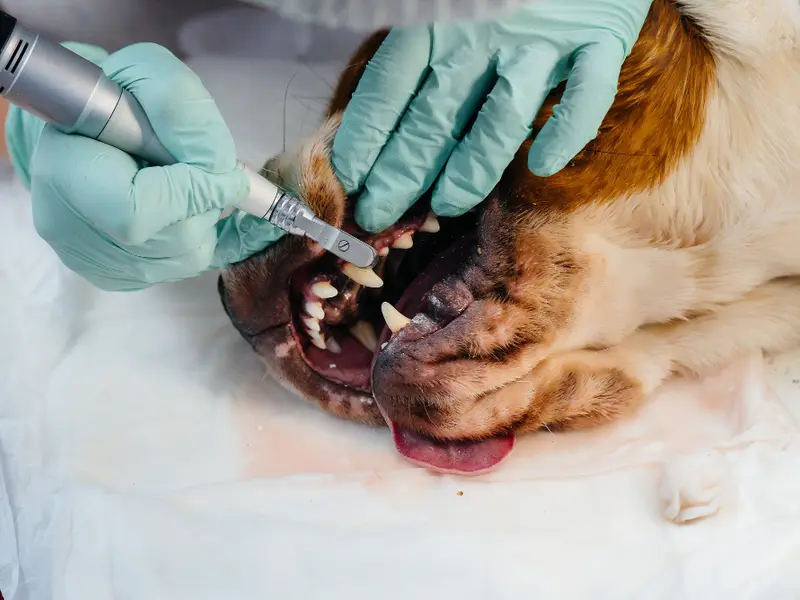 GREENCOAT VETS, photo 4