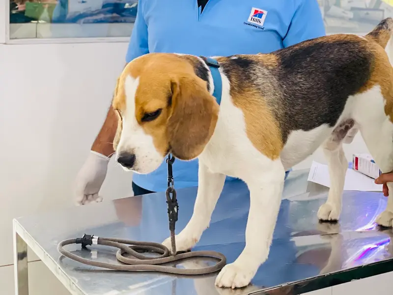 GREENCOAT VETS, photo 5