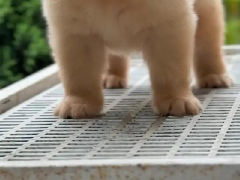Revas Kennel - Puppies in Chandigarh - dog Kennel, photo 3