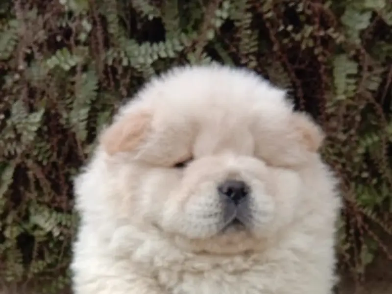 Revas Kennel - Puppies in Chandigarh - dog Kennel, photo 4