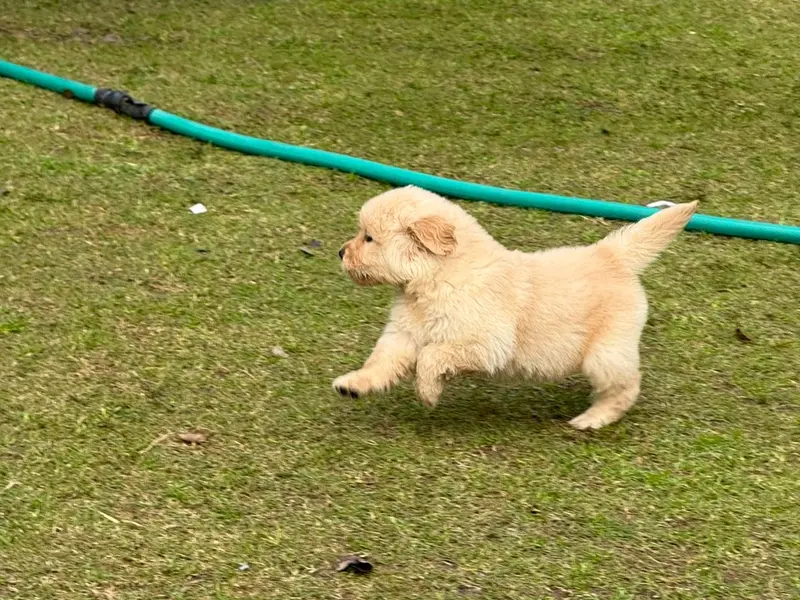 Revas Kennel - Puppies in Chandigarh - dog Kennel, photo 5