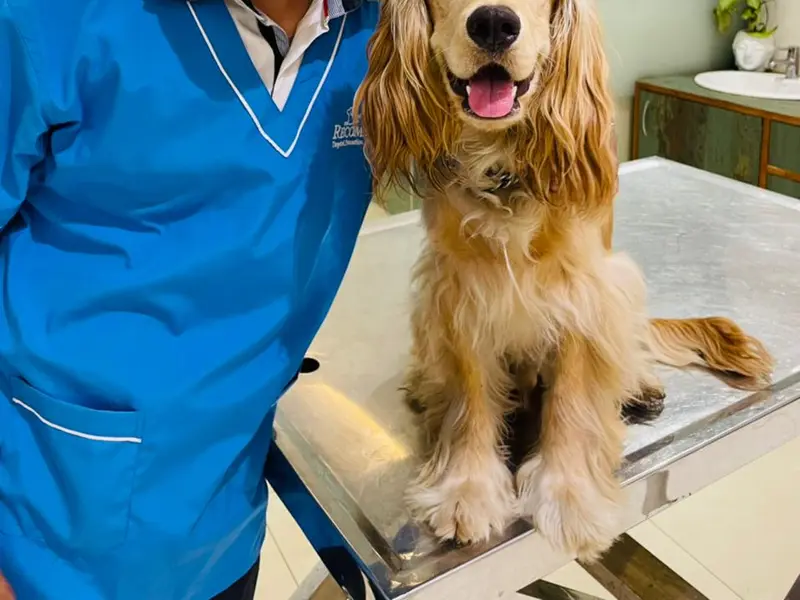 Pet's Mart Multi-Speciality Pet Hospital,Vet Lab and PET ICU-Panchkula, photo 4