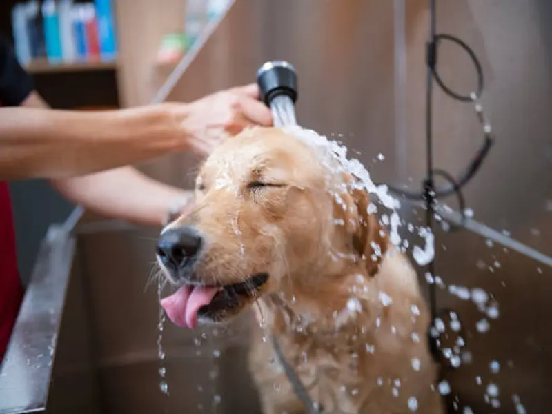 Pawzmasterz - Pet Grooming, photo 4