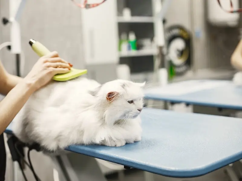 Pawzmasterz - Pet Grooming, photo 5