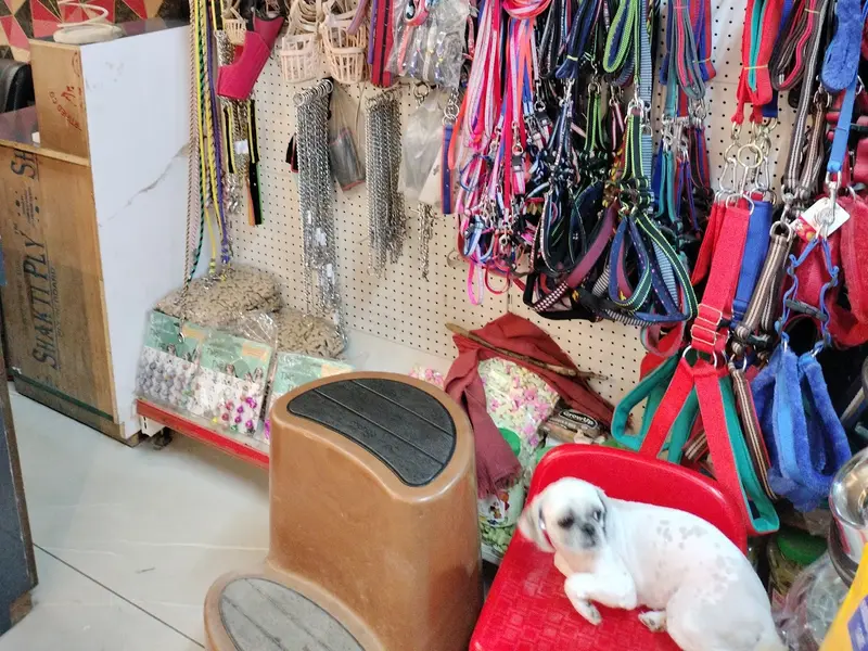 Pets & Family -Pet Products & Pet grooming Kharar/ Pet accessories in Kharar, photo 4