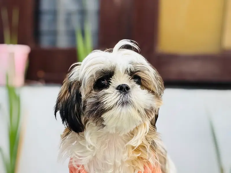 Pets & Family -Pet Products & Pet grooming Kharar/ Pet accessories in Kharar, photo 5