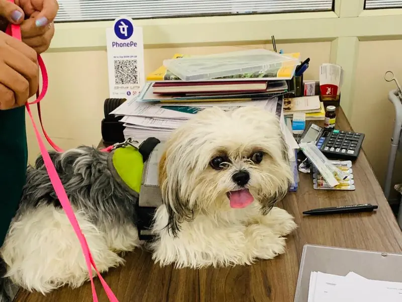 Dr. Eshan's Multispeciality Pet Clinic, photo 4