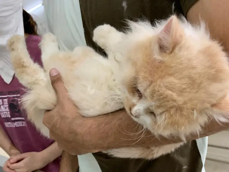 Dr. Eshan's Multispeciality Pet Clinic, photo 5