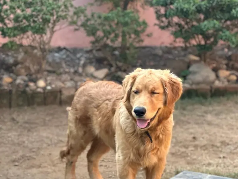 petsADDA- Dog Hostel | Dog Boarding | Dog Cabs, photo 2