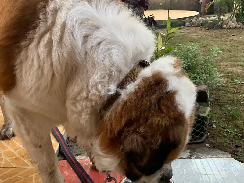 petsADDA- Dog Hostel | Dog Boarding | Dog Cabs, photo 3