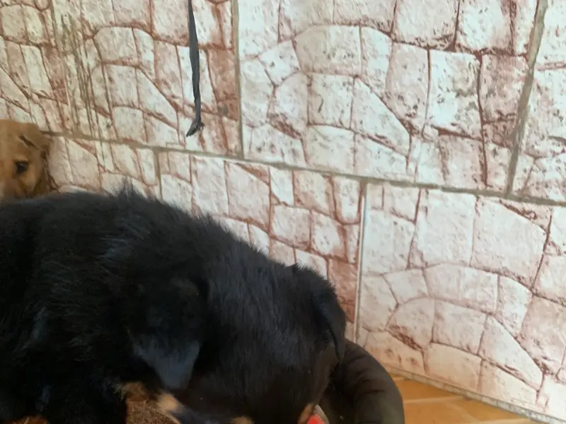 petsADDA- Dog Hostel | Dog Boarding | Dog Cabs, photo 4