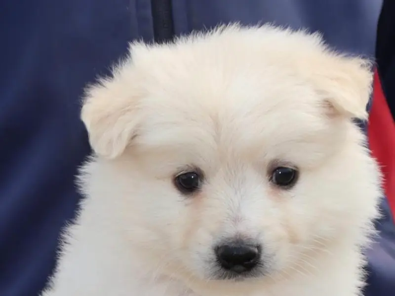 Proch Pet Shop, photo 2