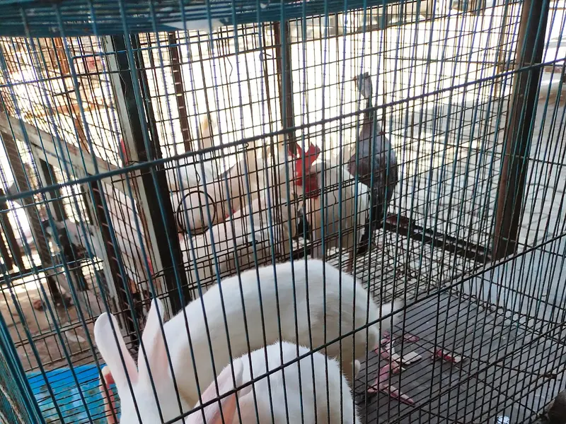 Proch Pet Shop, photo 3