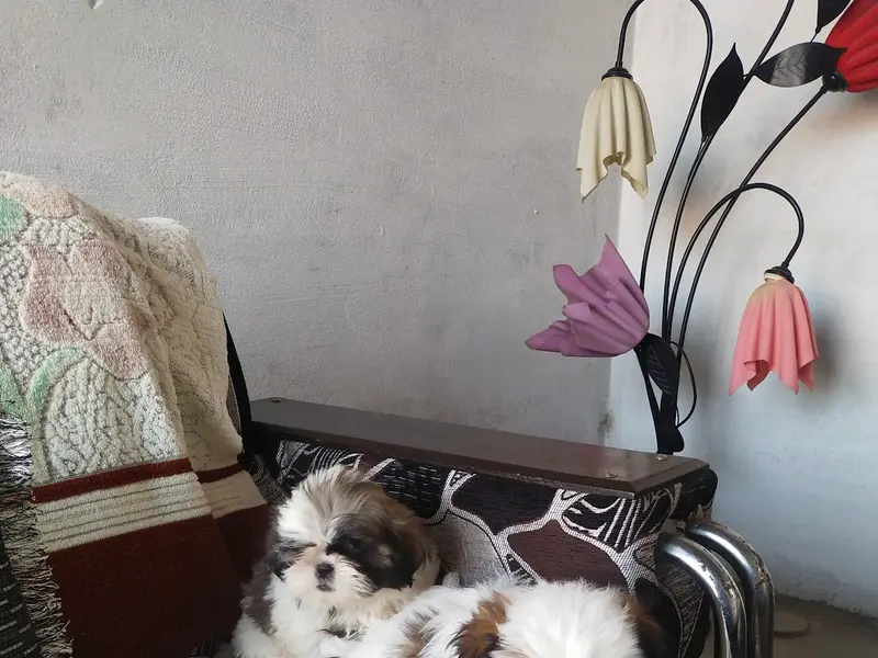 Proch Pet Shop, photo 4
