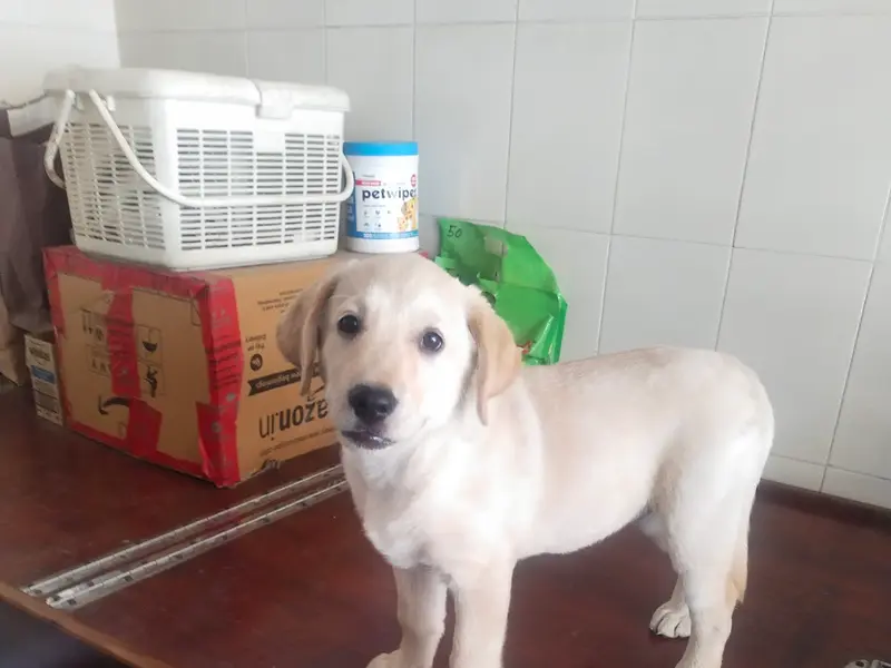 Proch Pet Shop, photo 5