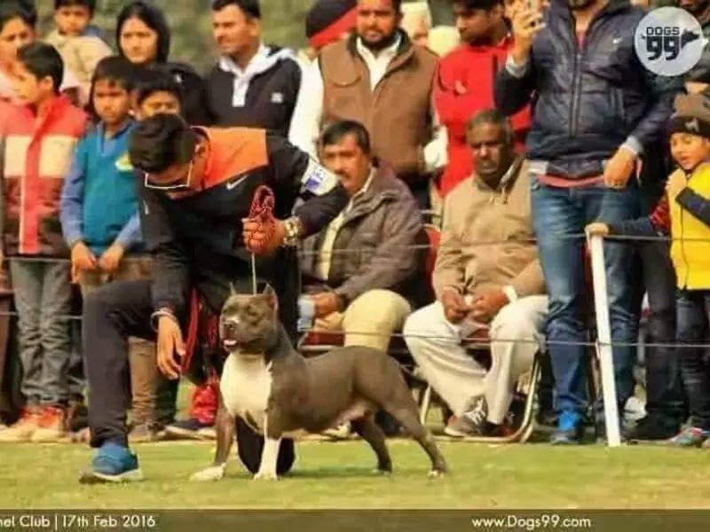 Parry’s Dog training center in Mohali, photo 2