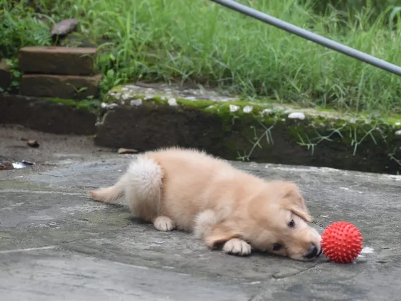 Parry’s Dog training center in Mohali