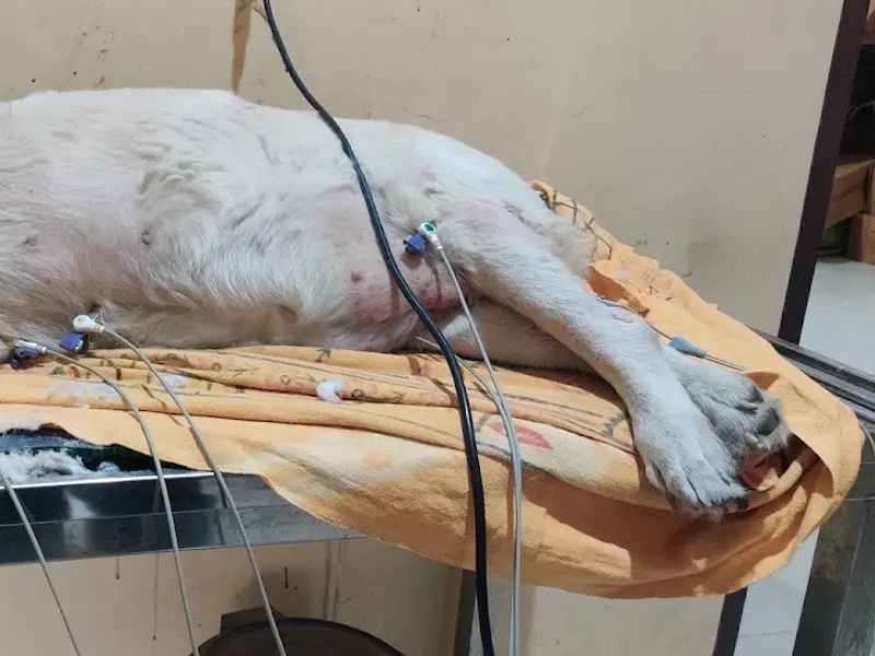 Rana Pet clinic and Pet shopee, photo 4