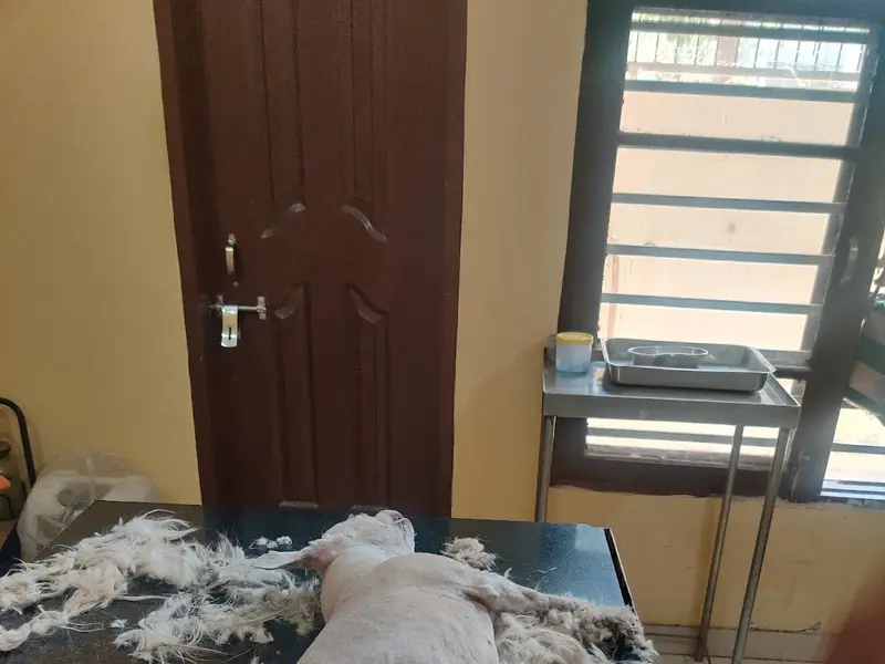 Rana Pet clinic and Pet shopee, photo 5