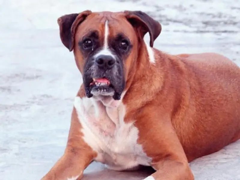 Devi Dayal Dog Trainer, photo 2