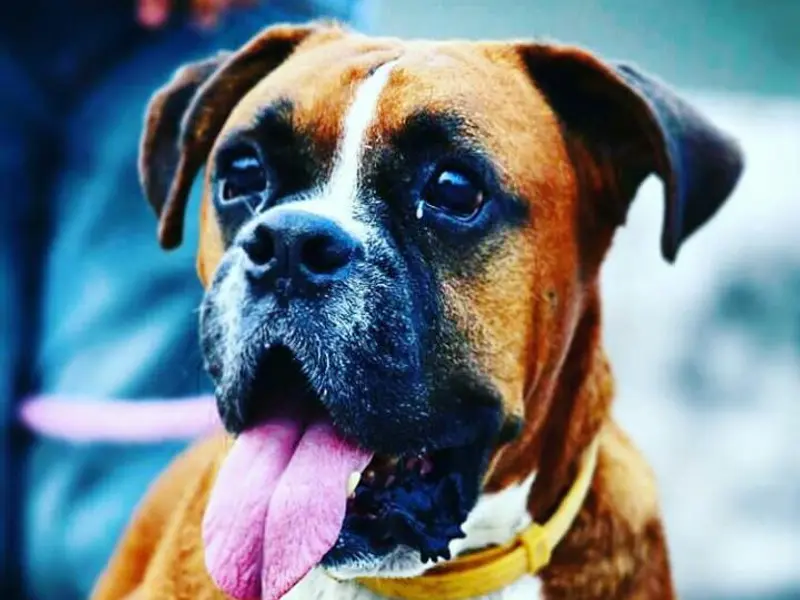 Devi Dayal Dog Trainer, photo 4