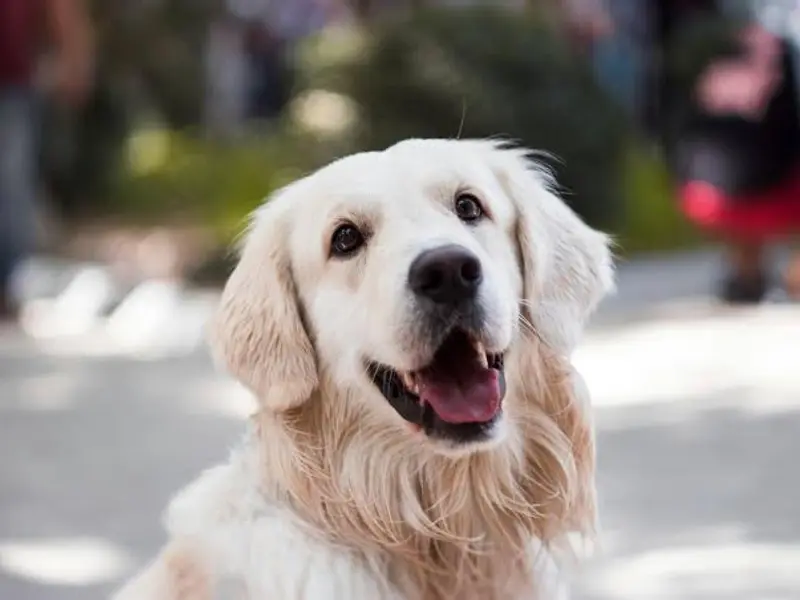 Devi Dayal Dog Trainer, photo 5