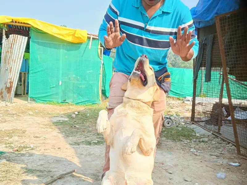 SD Dog Training School and Hostel, photo 4