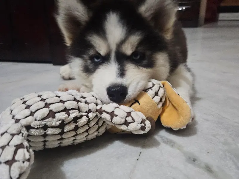 Ghai Dog Kennel, photo 3