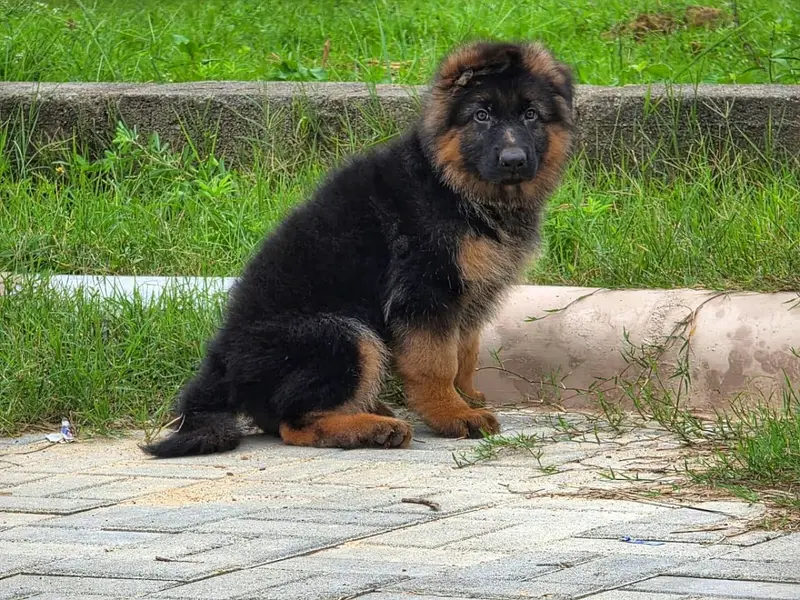 Ghai Dog Kennel, photo 4