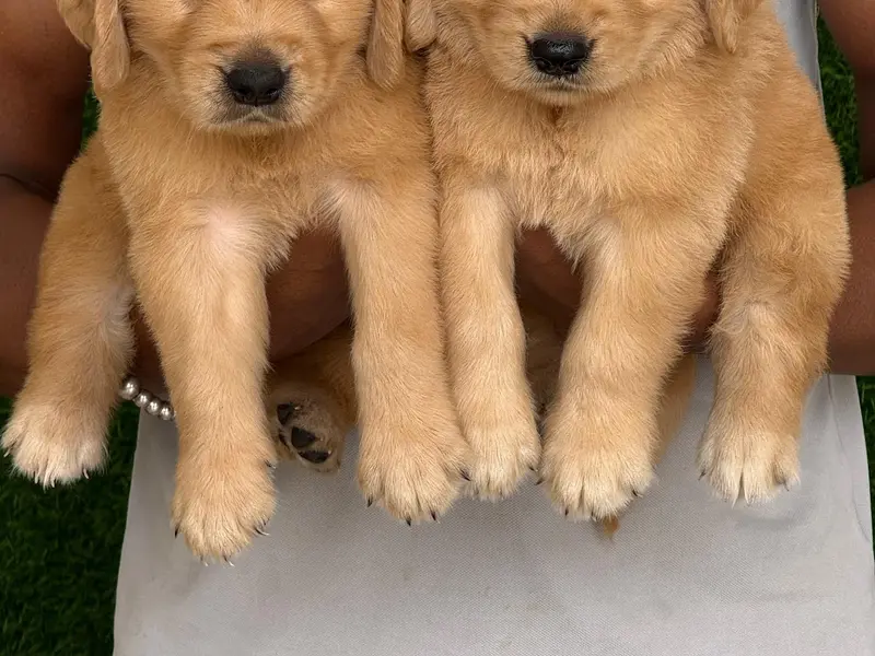 HONEY DOG KENNELS, photo 4