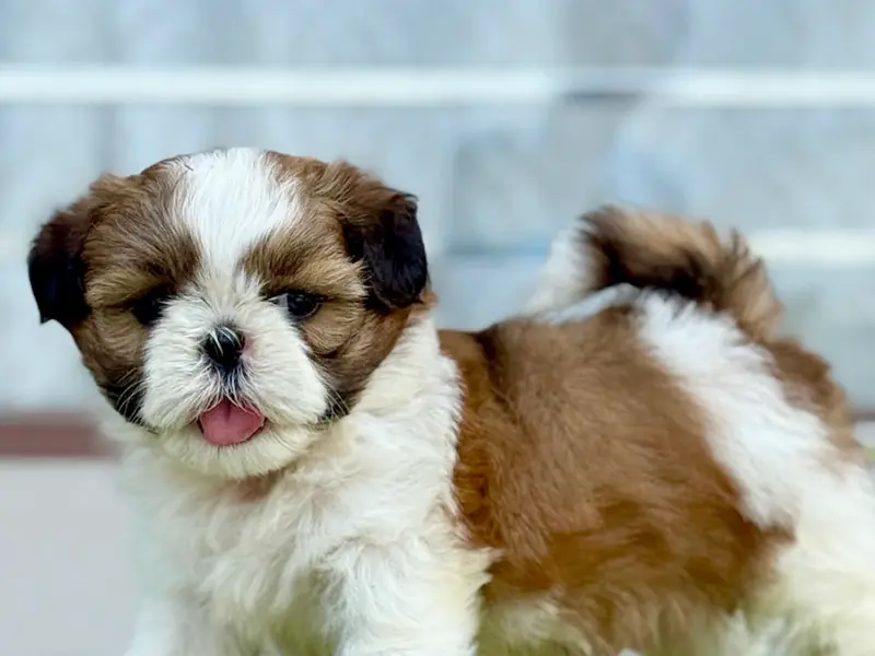 Sri Sai Pet World, photo 3