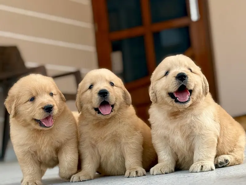 Sri Sai Pet World, photo 4