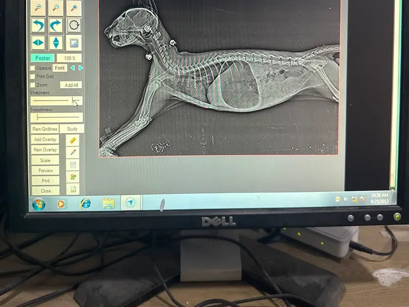 Chandigarh Pet Laboratory-Pet Blood tests, Vet Lab and Blood Bank, photo 3