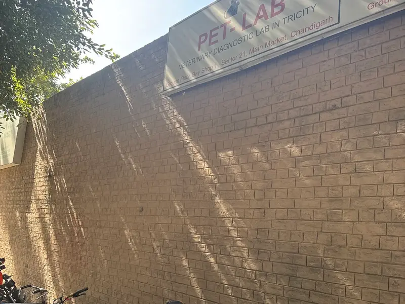 Chandigarh Pet Laboratory-Pet Blood tests, Vet Lab and Blood Bank, photo 5