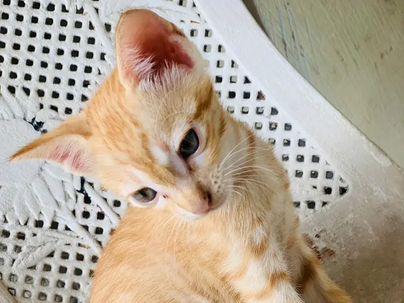 My Pets Mart - Best Pet Shop and Pet Groomers,Pet Pharmacy in Chandigarh | Panchkula| Mohali, photo 5