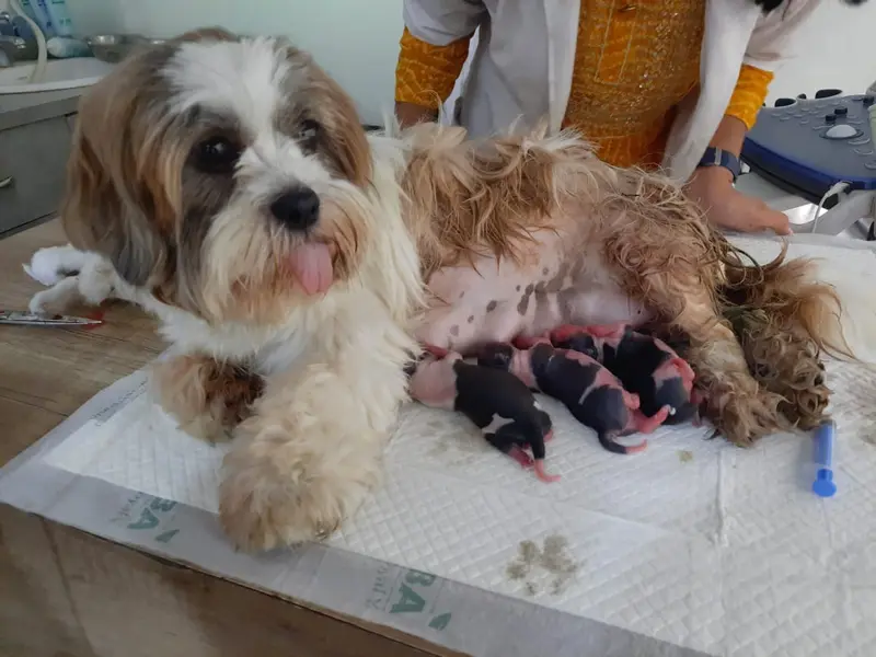 Pet's Mart Multi Speciality 24x7 Pet Hospital And Vet Lab by Dr.Kochar, photo 3