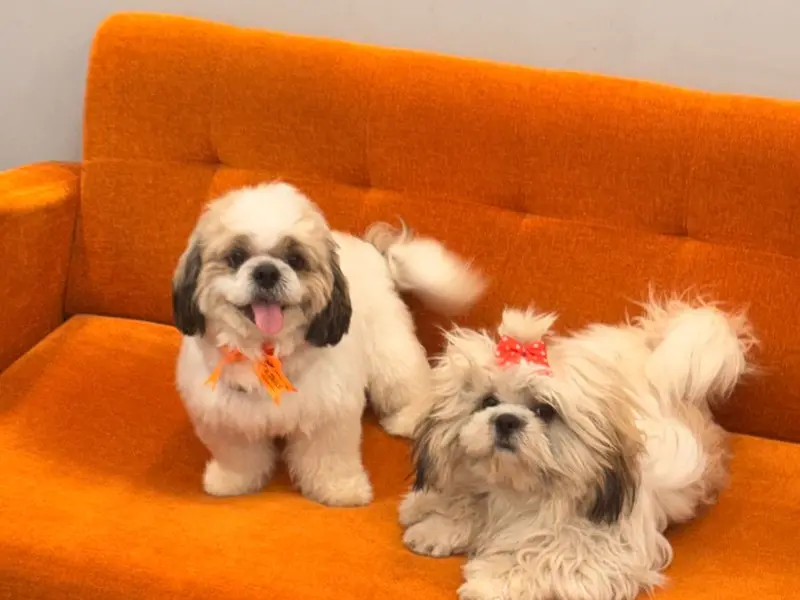 Heads Up For Tails Pet Store & Spa - Sector 22B, Chandigarh, photo 3