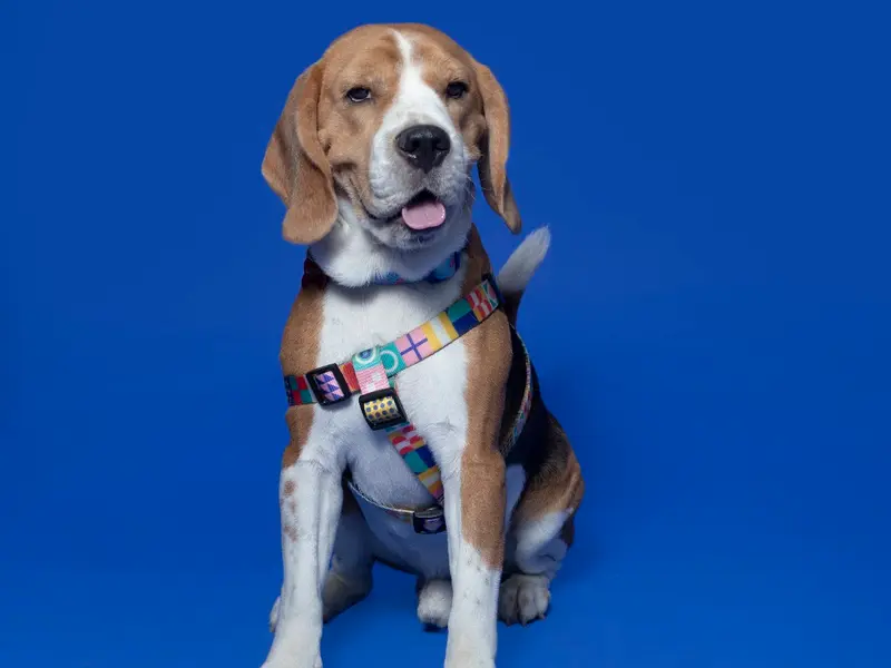 JUSTDOGS | Sector 22B, Chandigarh - Pet Store & Spa, photo 3