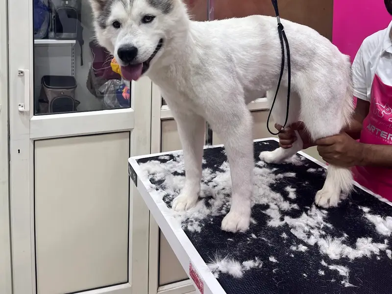 JUSTDOGS | Sector 22B, Chandigarh - Pet Store & Spa, photo 5