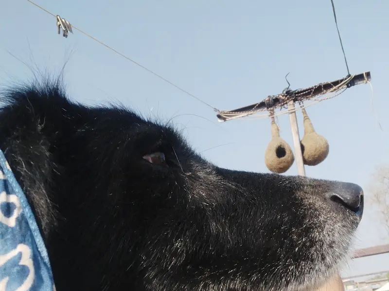 Petvet24 Veterinary Clinic, photo 2