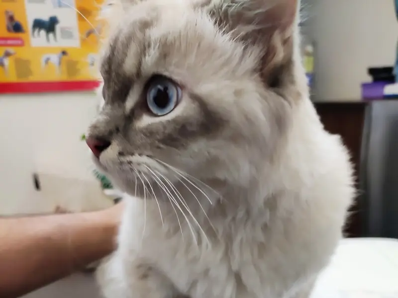Petvet24 Veterinary Clinic, photo 3
