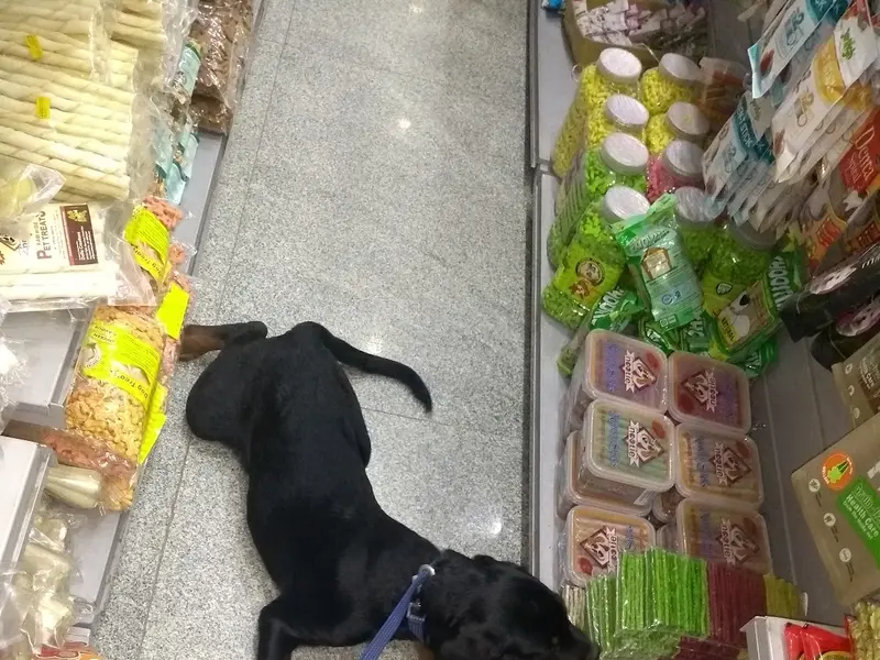Ramal's Pet Mall, photo 3