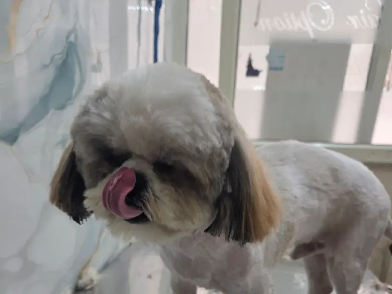 Monika pet clinic and pet grooming, photo 3