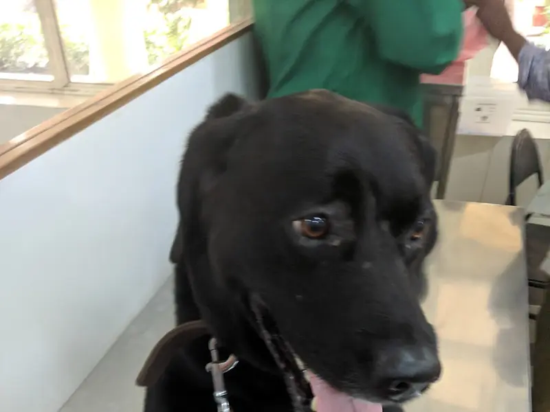 Pet Animal Medical Centre, photo 2