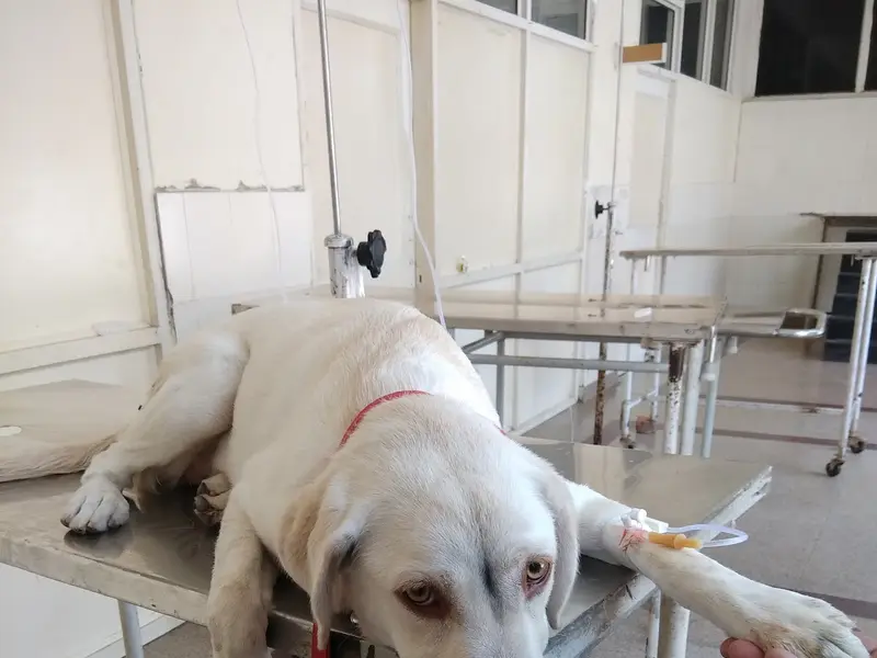 Pet Animal Medical Centre, photo 3