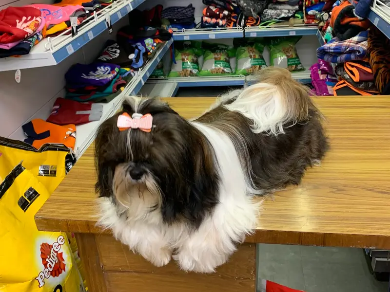 ANIL'S 22 - THE PET SHOP, photo 3